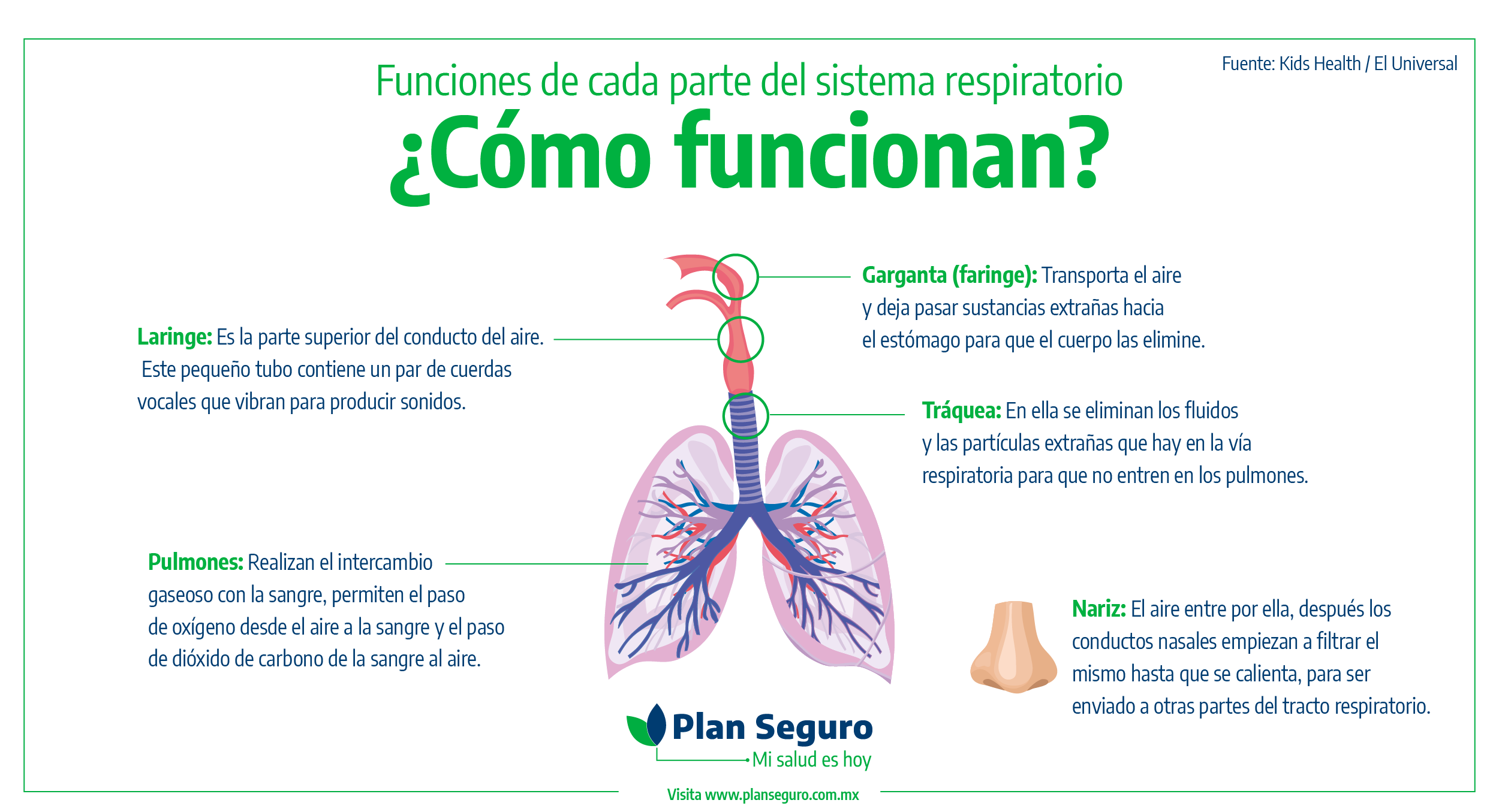 ¿Cómo Funciona El Sistema Respiratorio? - Conoce De Salud - Plan Seguro